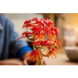 LEGO® 10348 Vöröslevelű japán juhar bonsai