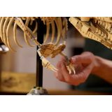 LEGO® 76968 Dinoszaurusz maradványok: Tyrannosaurus rex