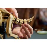 LEGO® 77985 Dinoszaurusz maradványok: Triceratops
